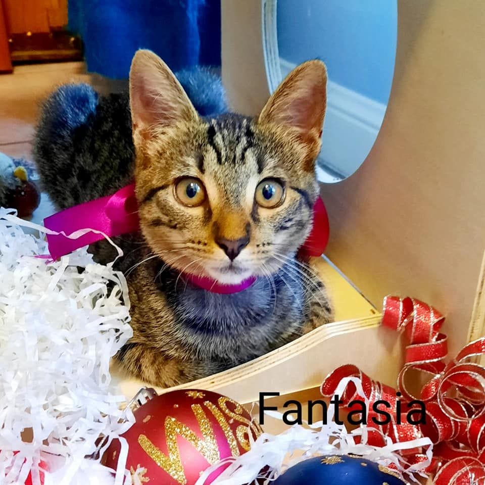Fantasia Fantasia